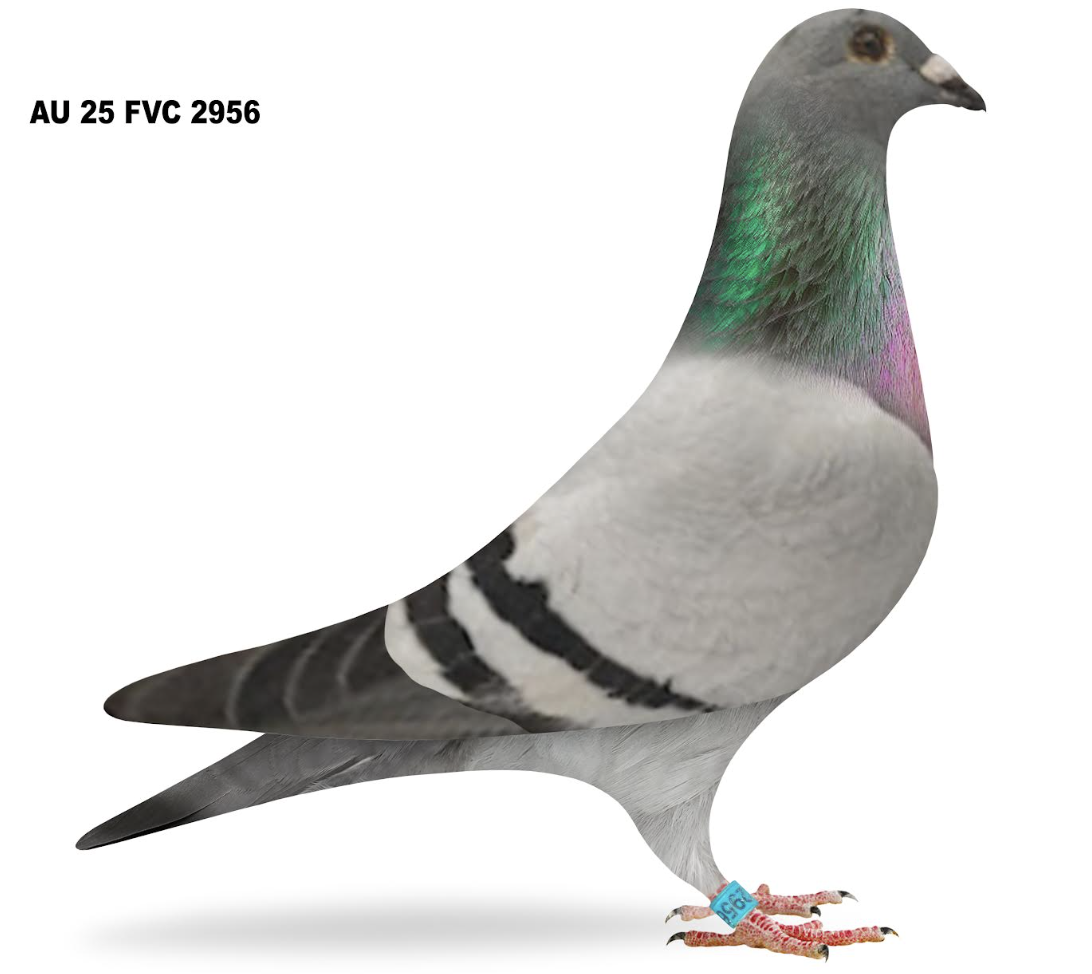 Lot 8: FVC 2956 - Carl Liozzi