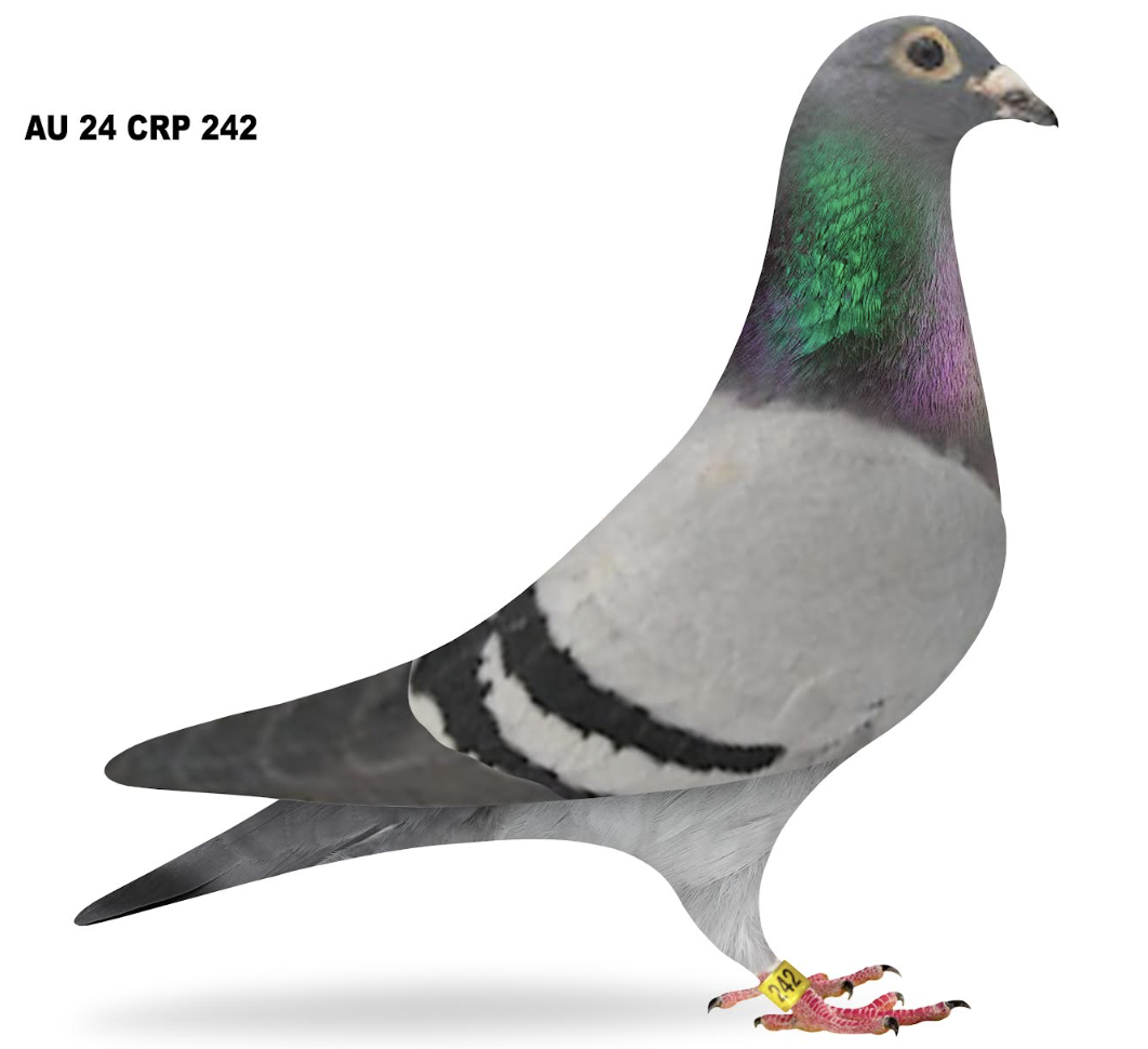 Lot 31: CRP 242 - Ron Deisher