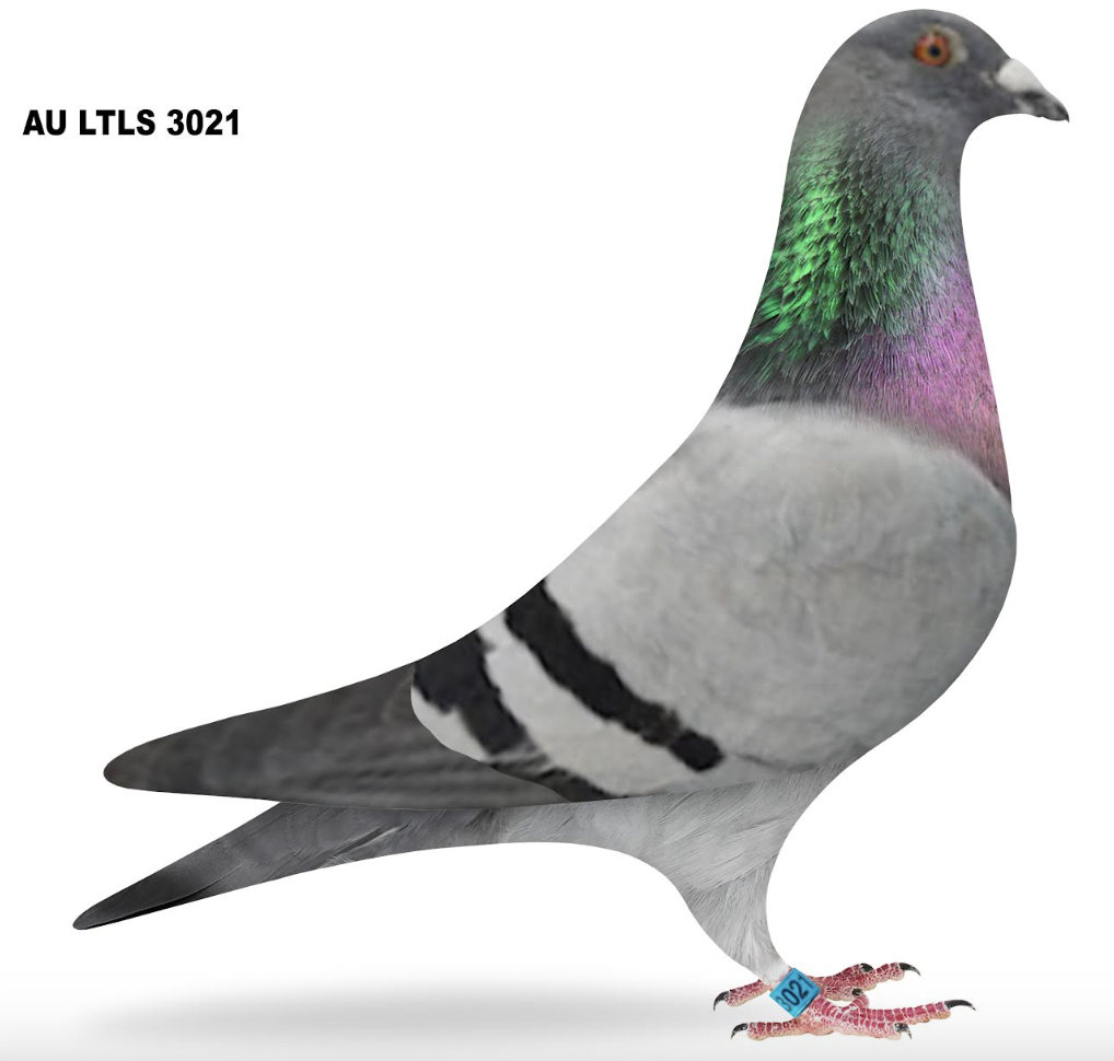 Lot 34: LTLs 3021 - Don Reidel