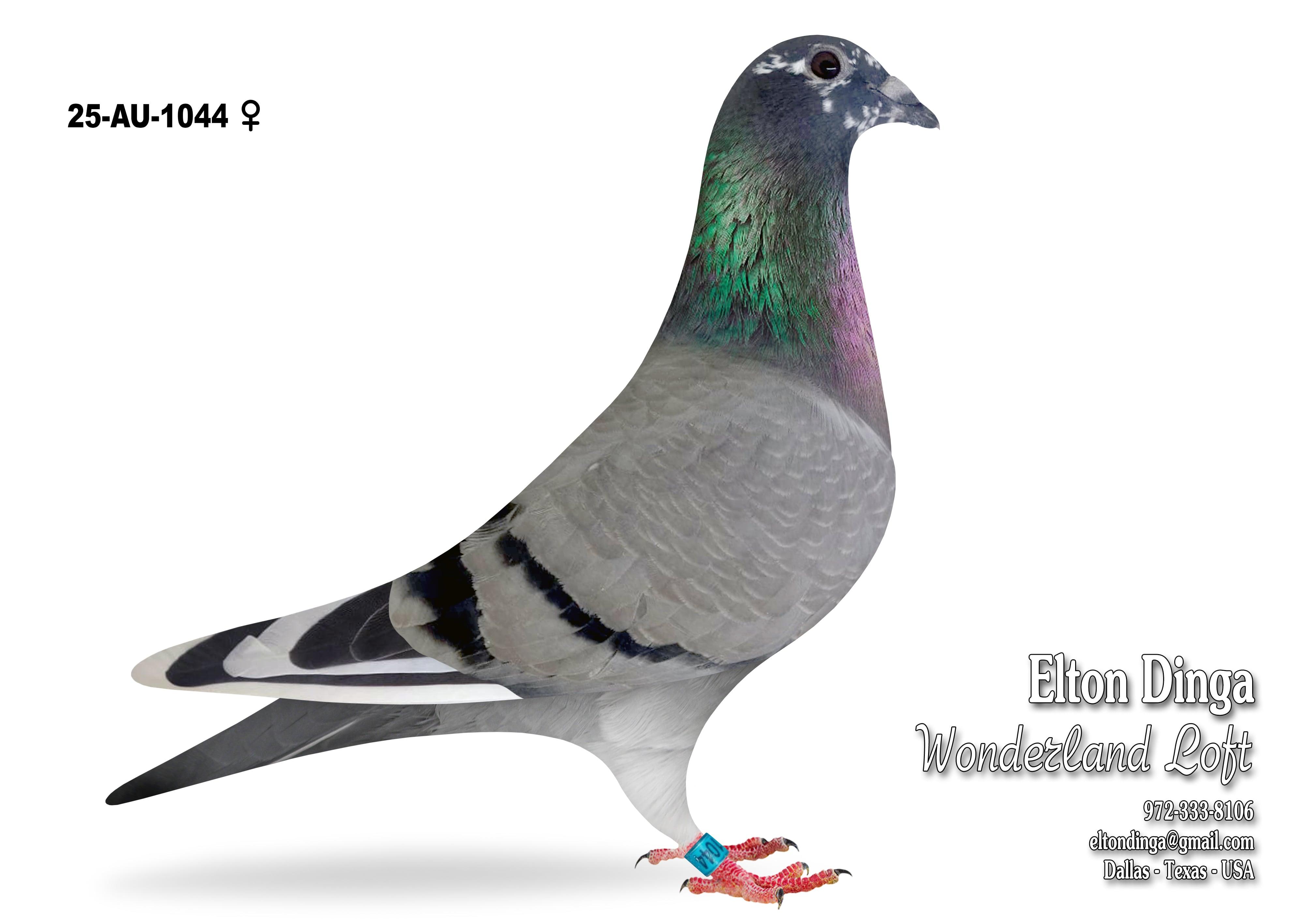 Jelle Roziers Gr.S. Whity Bart x Daughter Sam - Maris, 1044 Hen