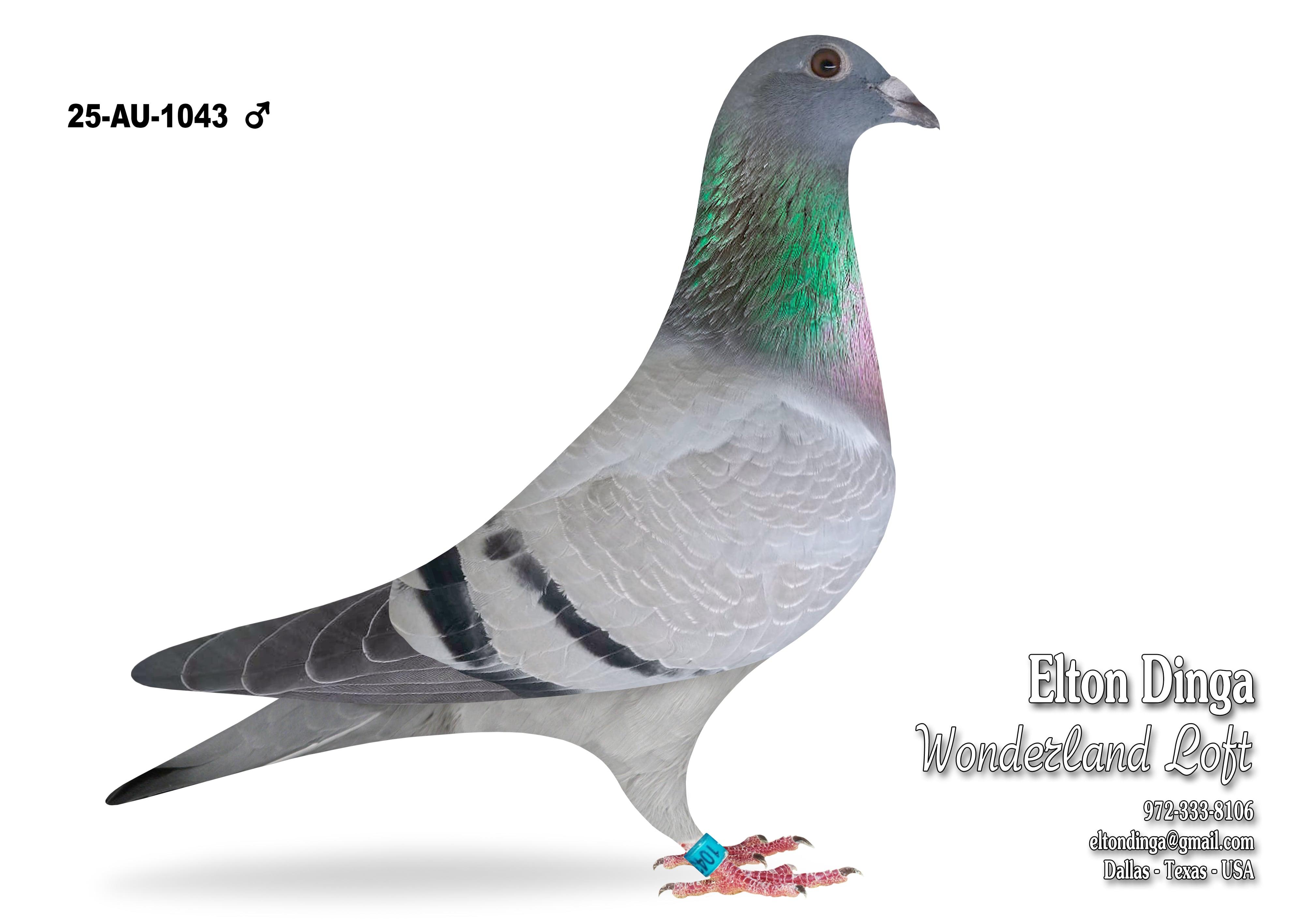 Jelle Roziers GrSon Whity Bart x Daughter Sam - Maris, 1043 Cock