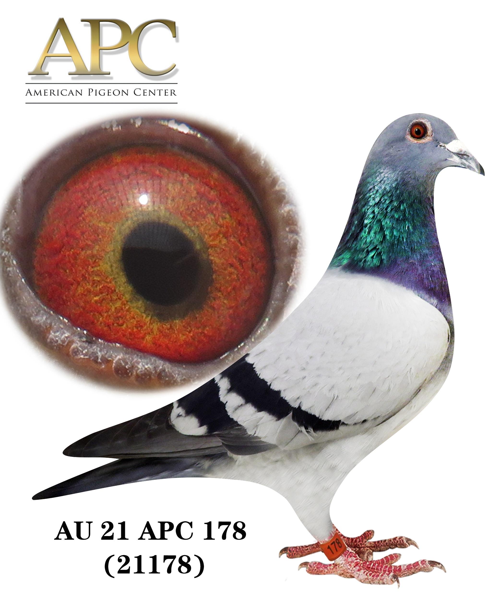 AU 21 APC 21178 Sister 21296 Won 3rd a. speed 4 races and Won 2nd Champion Bird