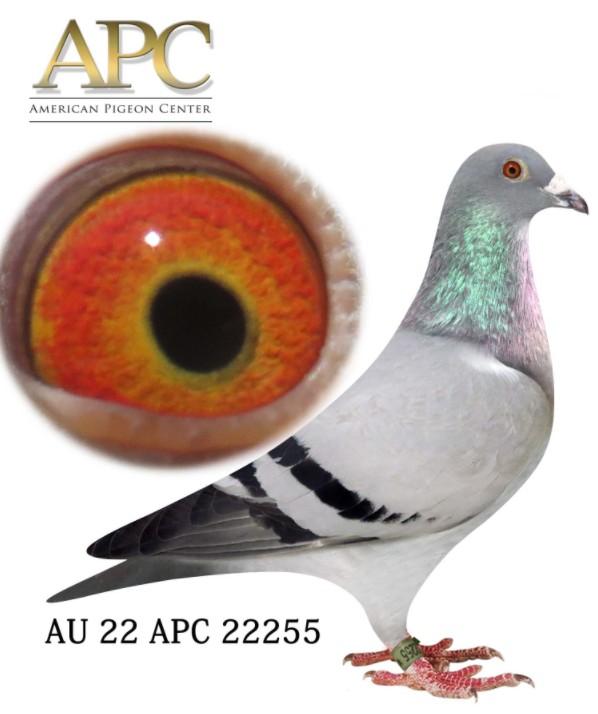 AU 22 APC 22255 Sir 4106 won 1st e. 3rd 200m Texas Center Summer race