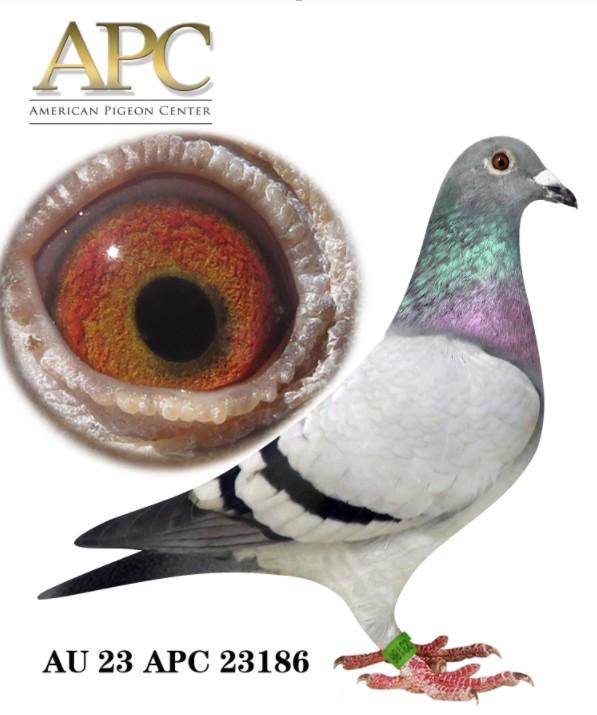 AU 23 APC 23186 Sister 23185 had 1st e. 22th 88m @1435ypm