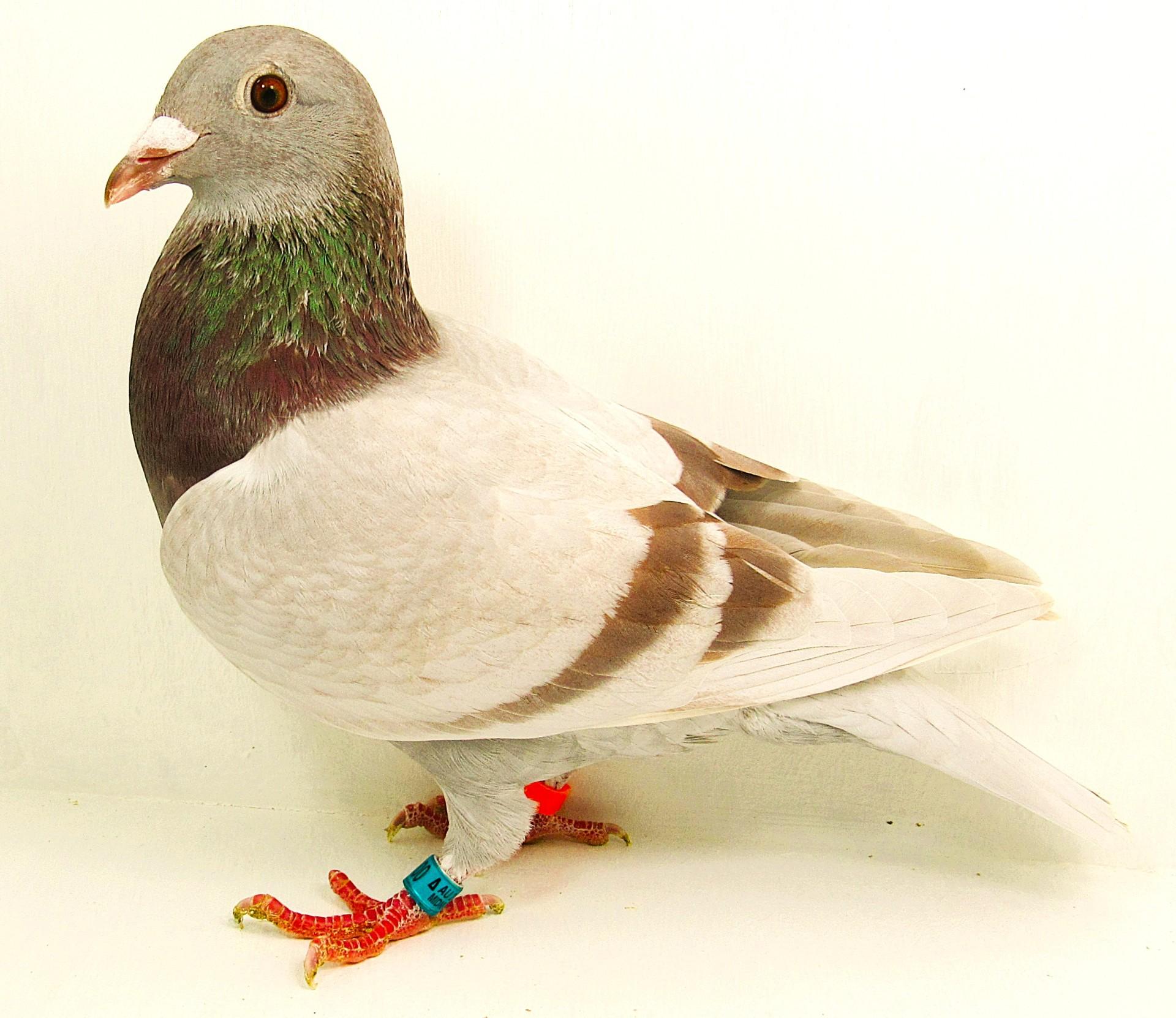 AU Midnightblue 25  2200.. Silver Hen