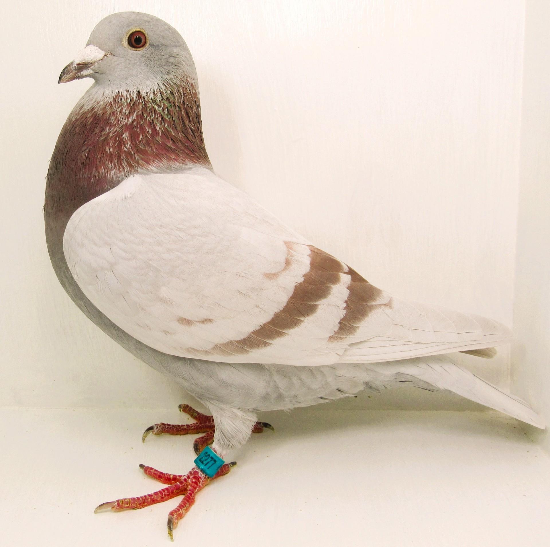 AU Midnightblue 25  2277  Drybander/Silver Cock