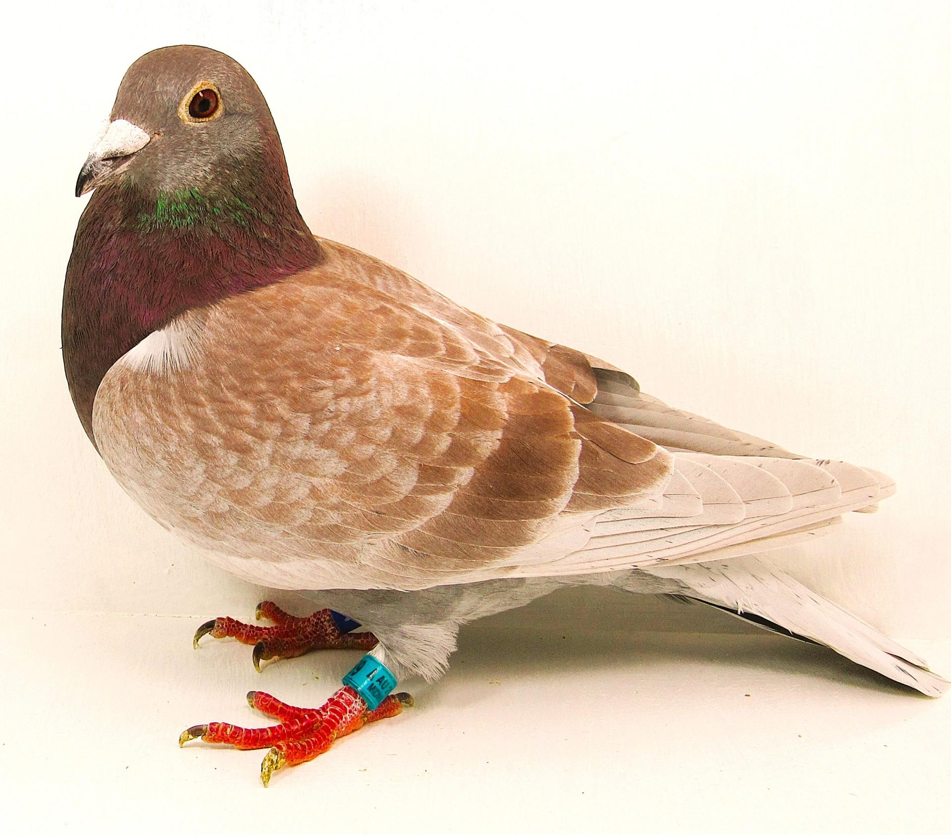 AU Midnightblue 25  2299. Red Check Cock