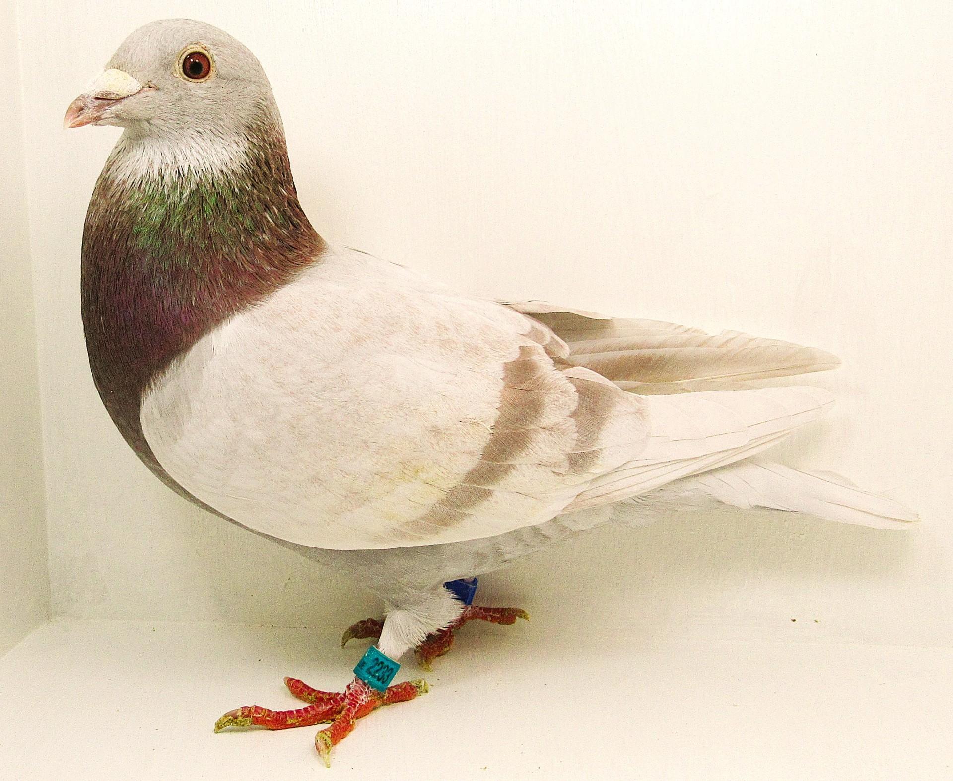 AU 25 Midnightblue 2233 Silver Cock