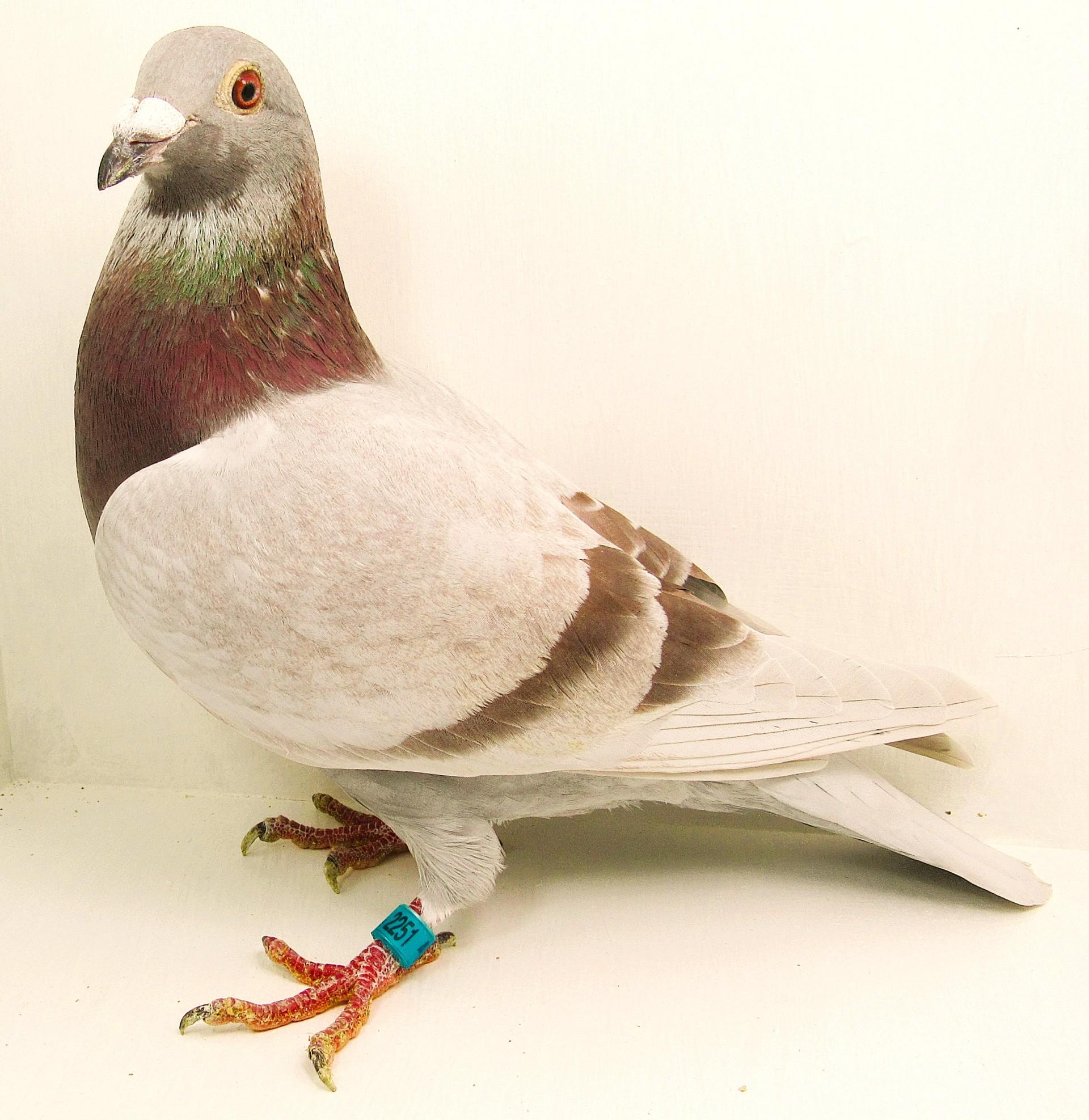 AU 25 Midnightblue 2251 RubyThroat/Silver Hen