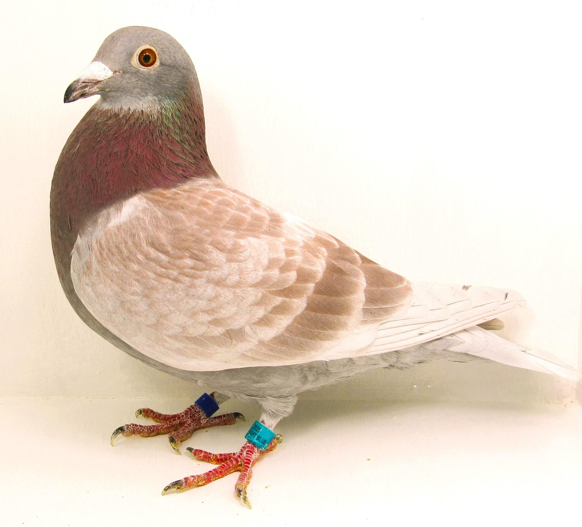 AU 25 Midnightblue 2288 Red Check Cock