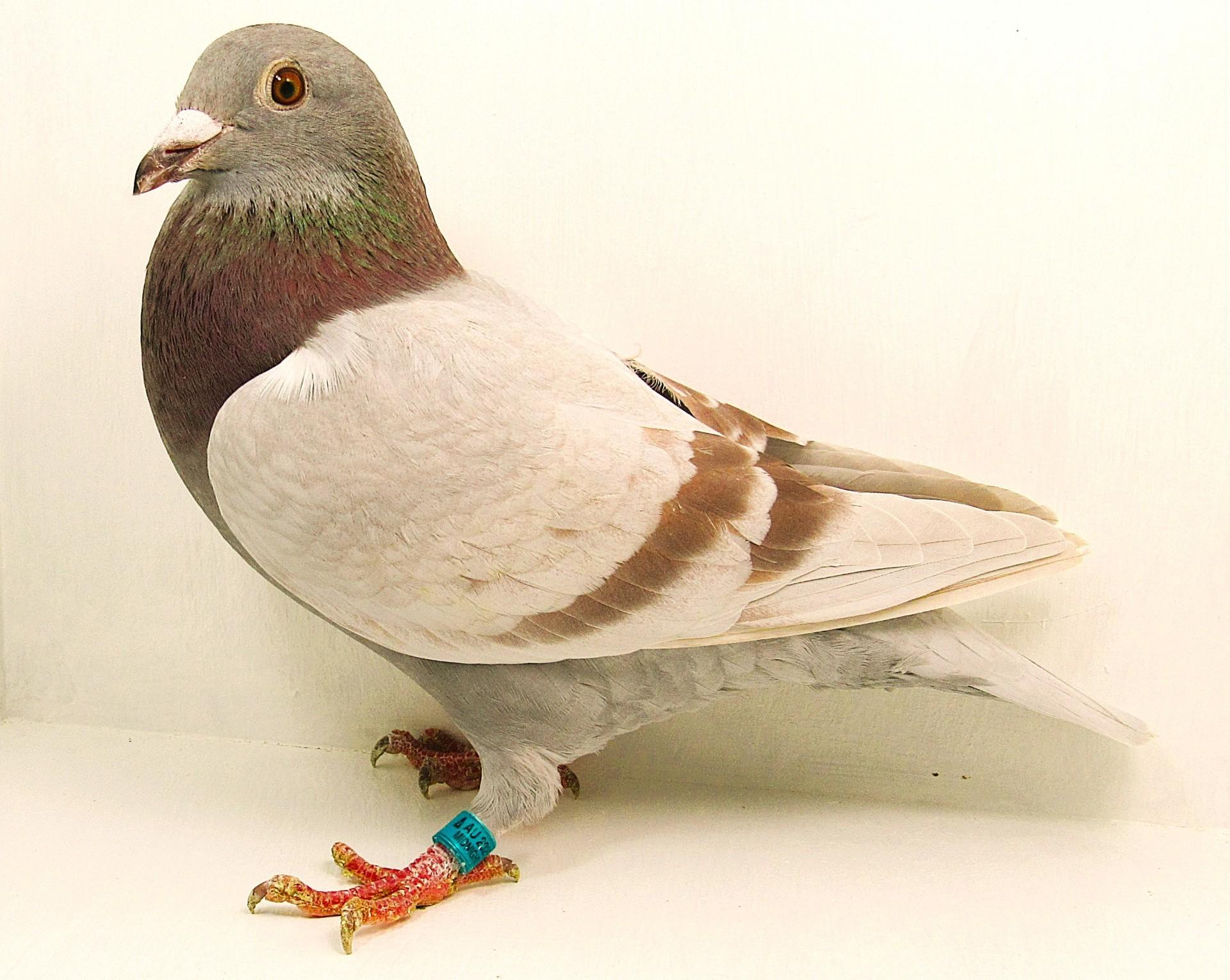 AU 25 Midnightblue 2201 Silver Hen