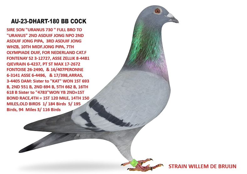 DHART 180 - William De Bruijn