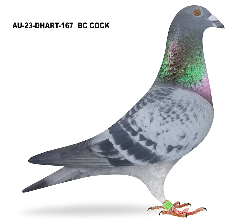 DHART 167 - William De Bruijn