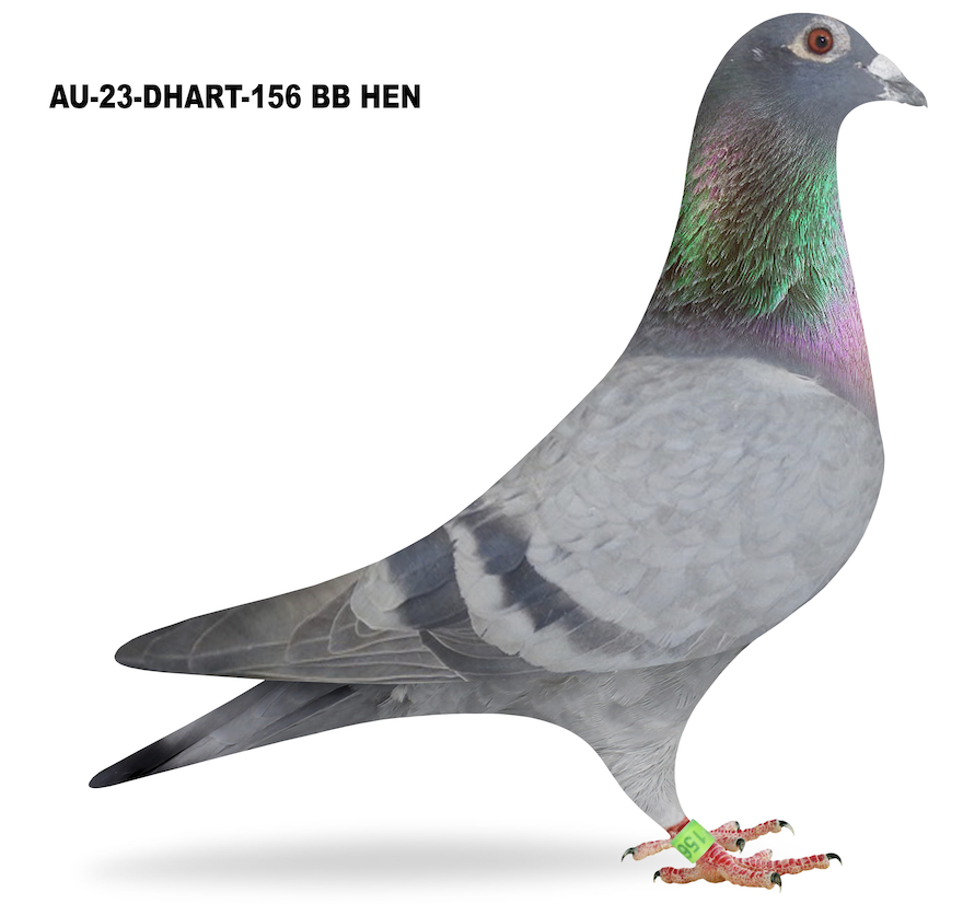 DHART 156 - William De Bruijn