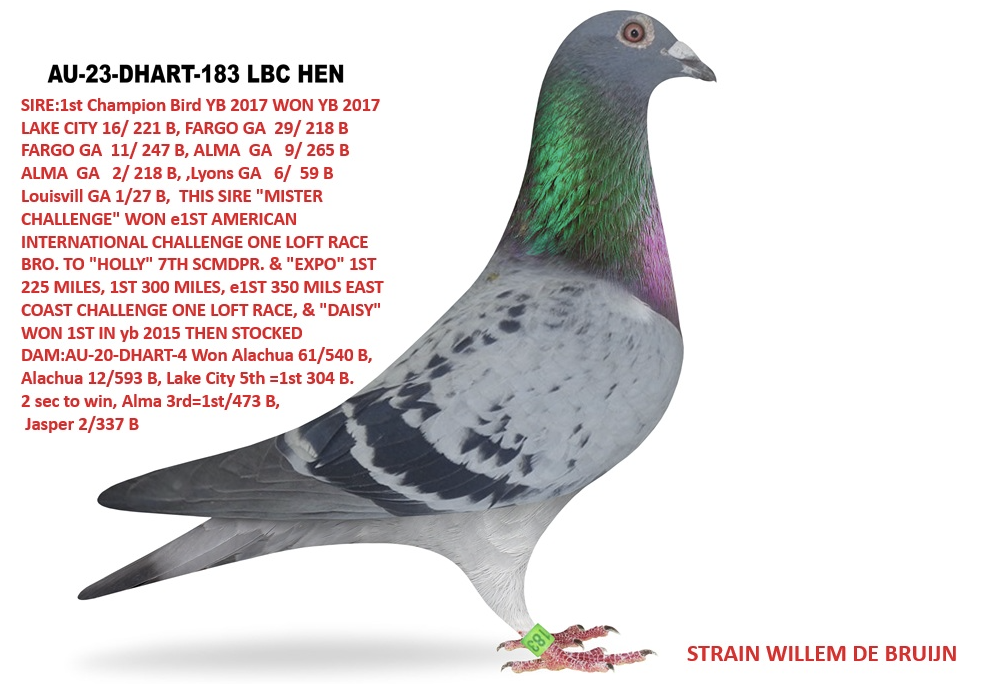 DHART 183 - Willem De Bruijn