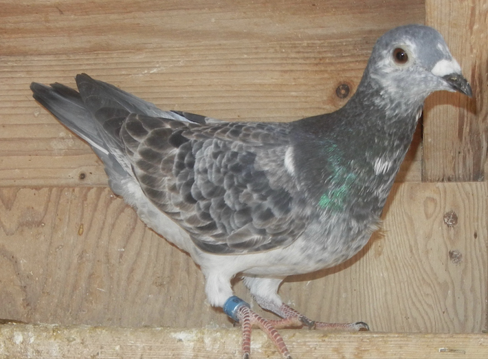 IF 25 979 - Grizzle Long Distance!