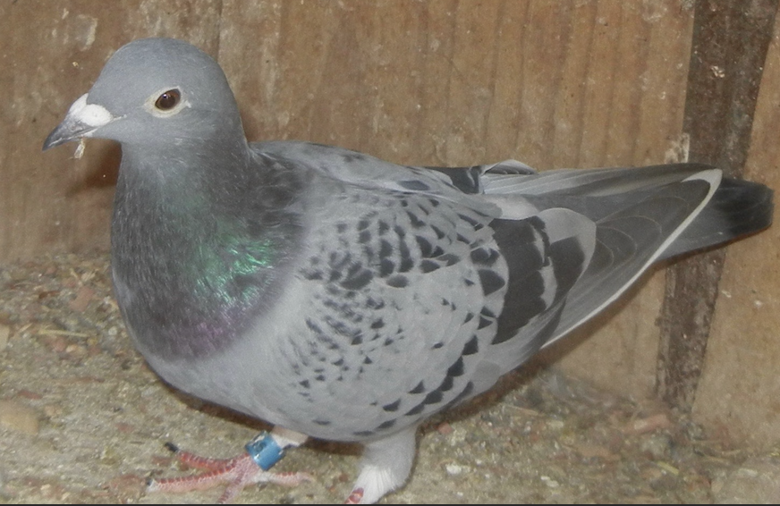 IF 25 972 - BEST HVR BLOODLINE AROUND