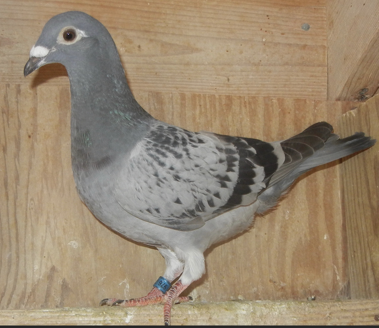 IF 25 976 - HVR Imbrecht 259!