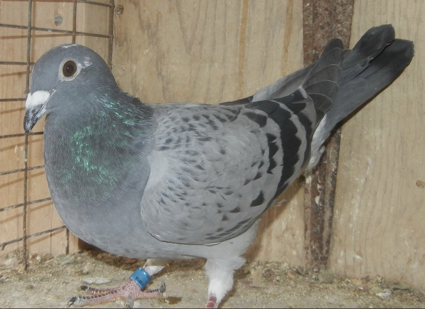 IF 25 966 - Winning HVR Bloodlines