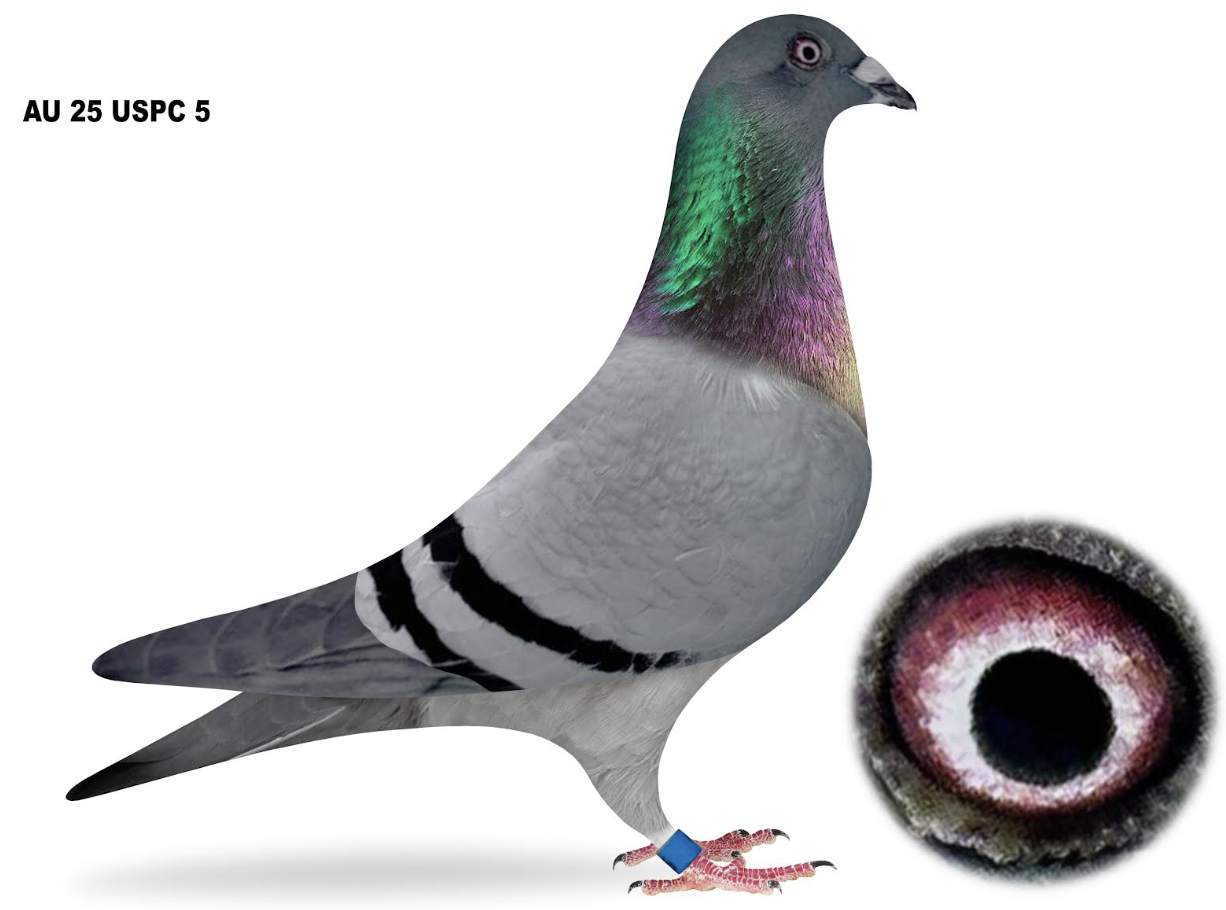 USPC 5 - Best Kittel Inbred!