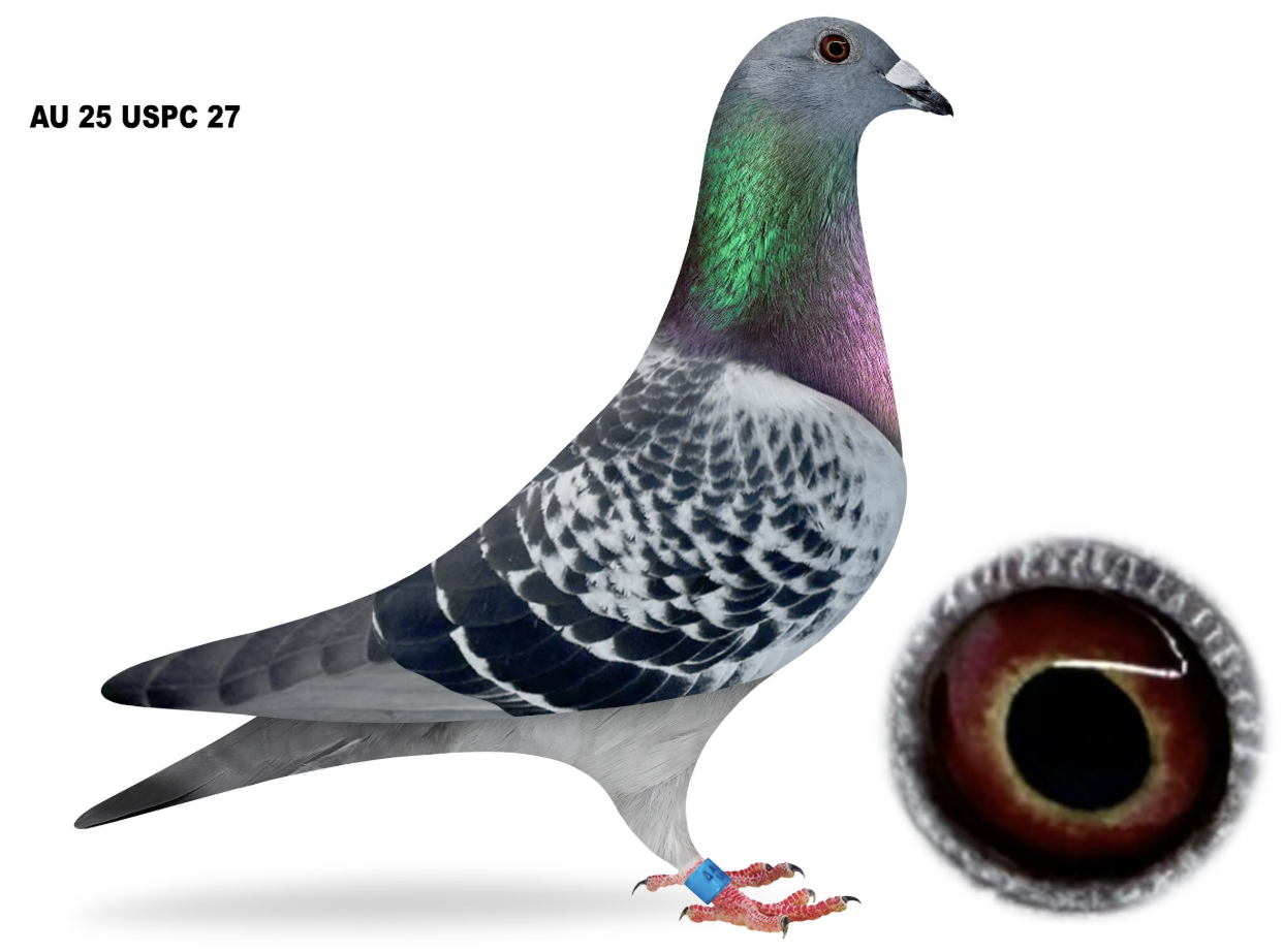 USPC 27 - Republic Ria