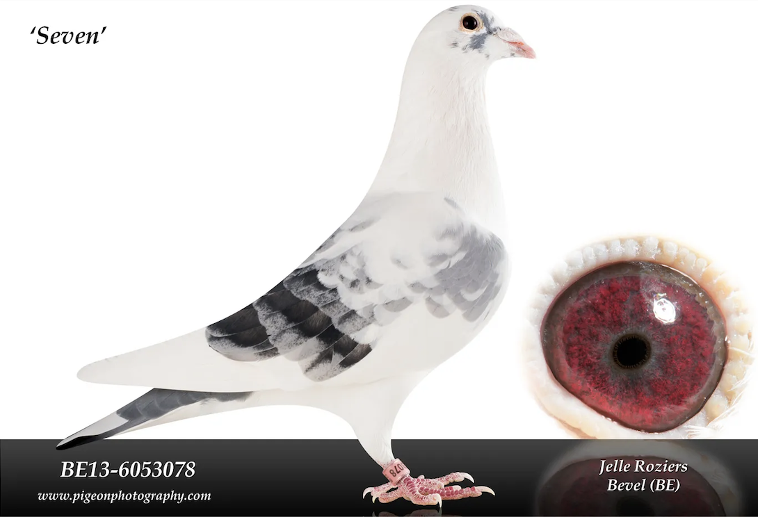 John Black Top Performance Pigeons