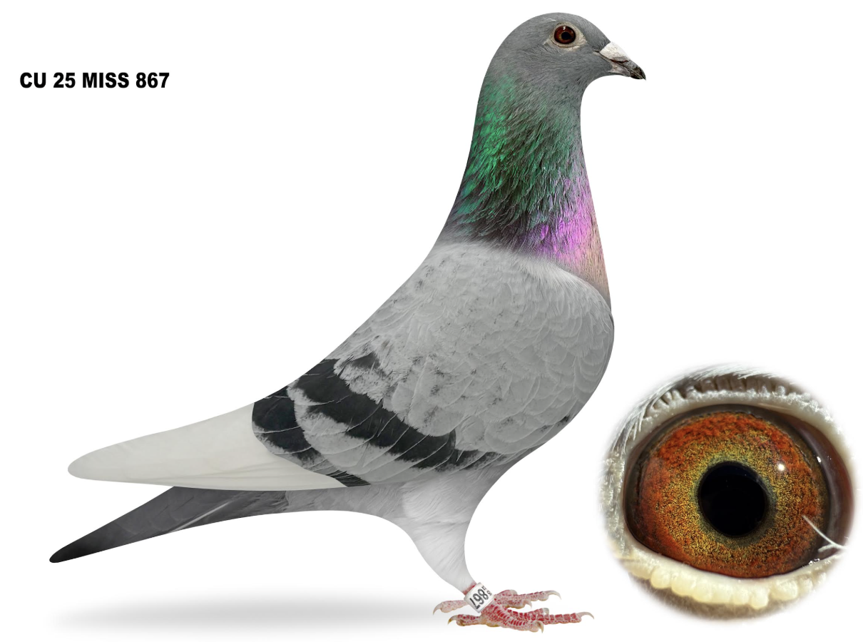 MISS 867 - Macan Washington