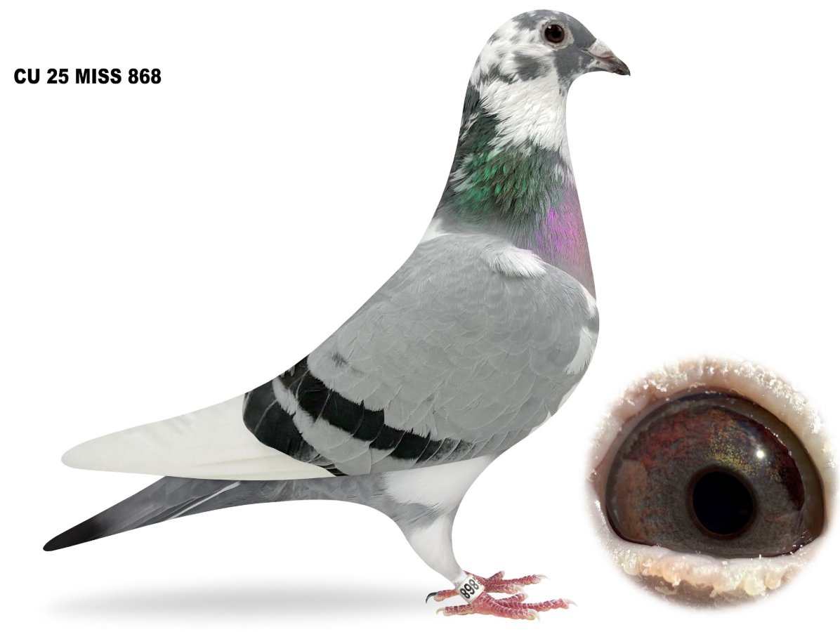 MISS 868 - Washington Macan