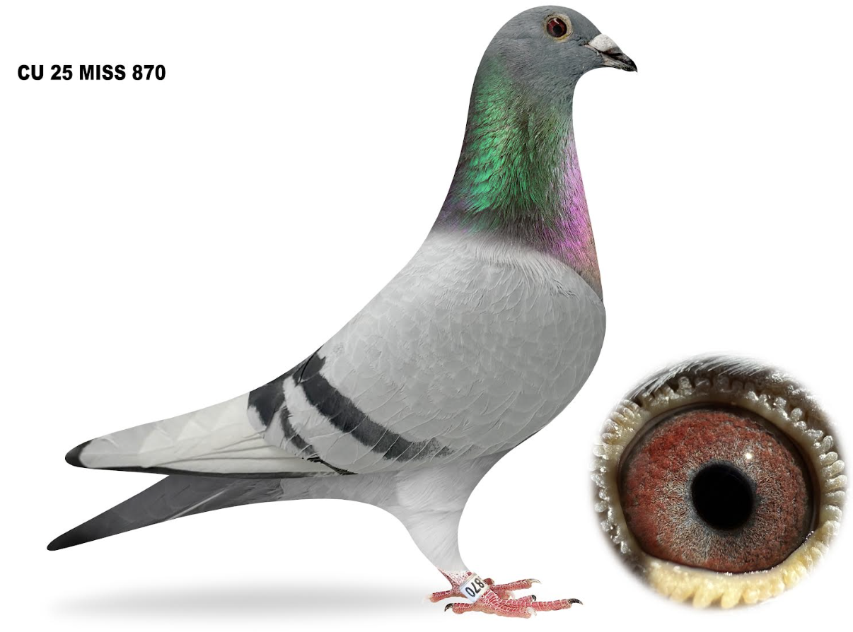 MISS 870 - Seven Secretariat!