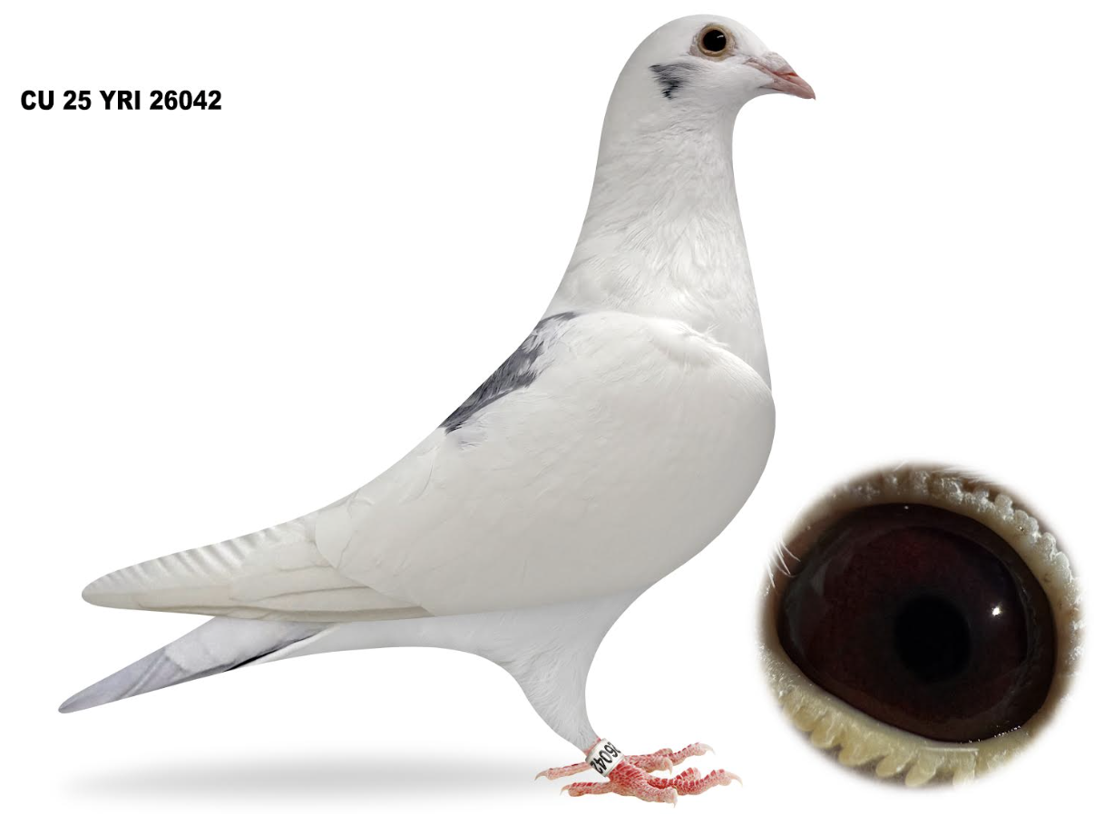 YRI 26042 - Whity Bart Macan