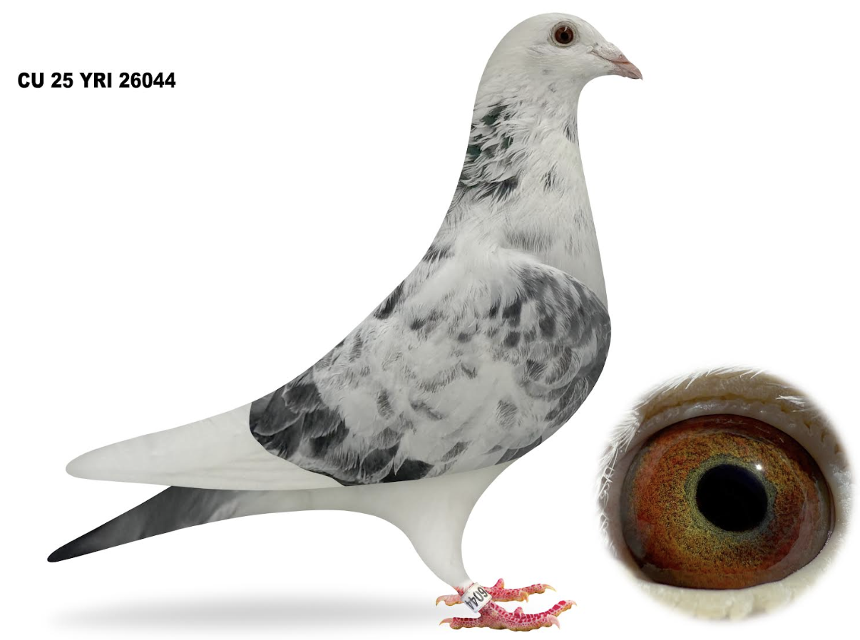 YRI 26044 - Kittel Inbred!