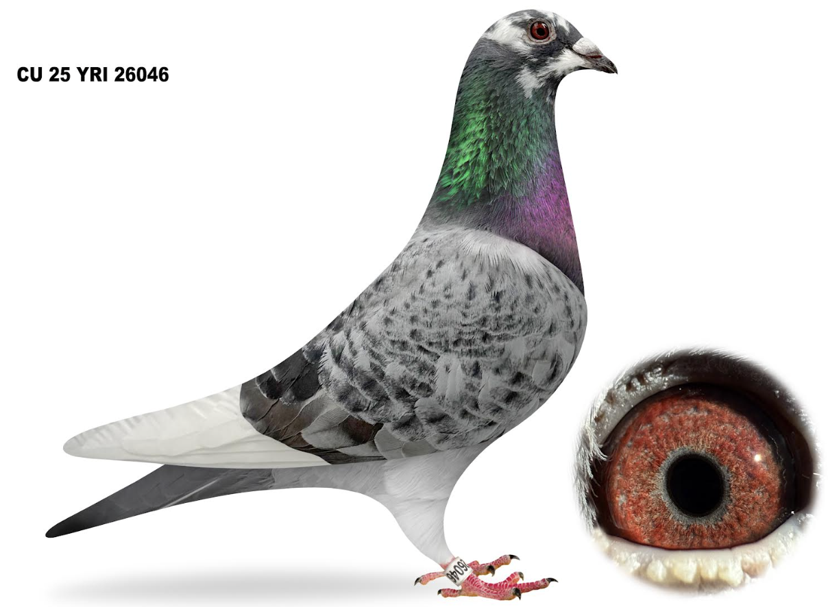 YRI 26046 - Inbred 911