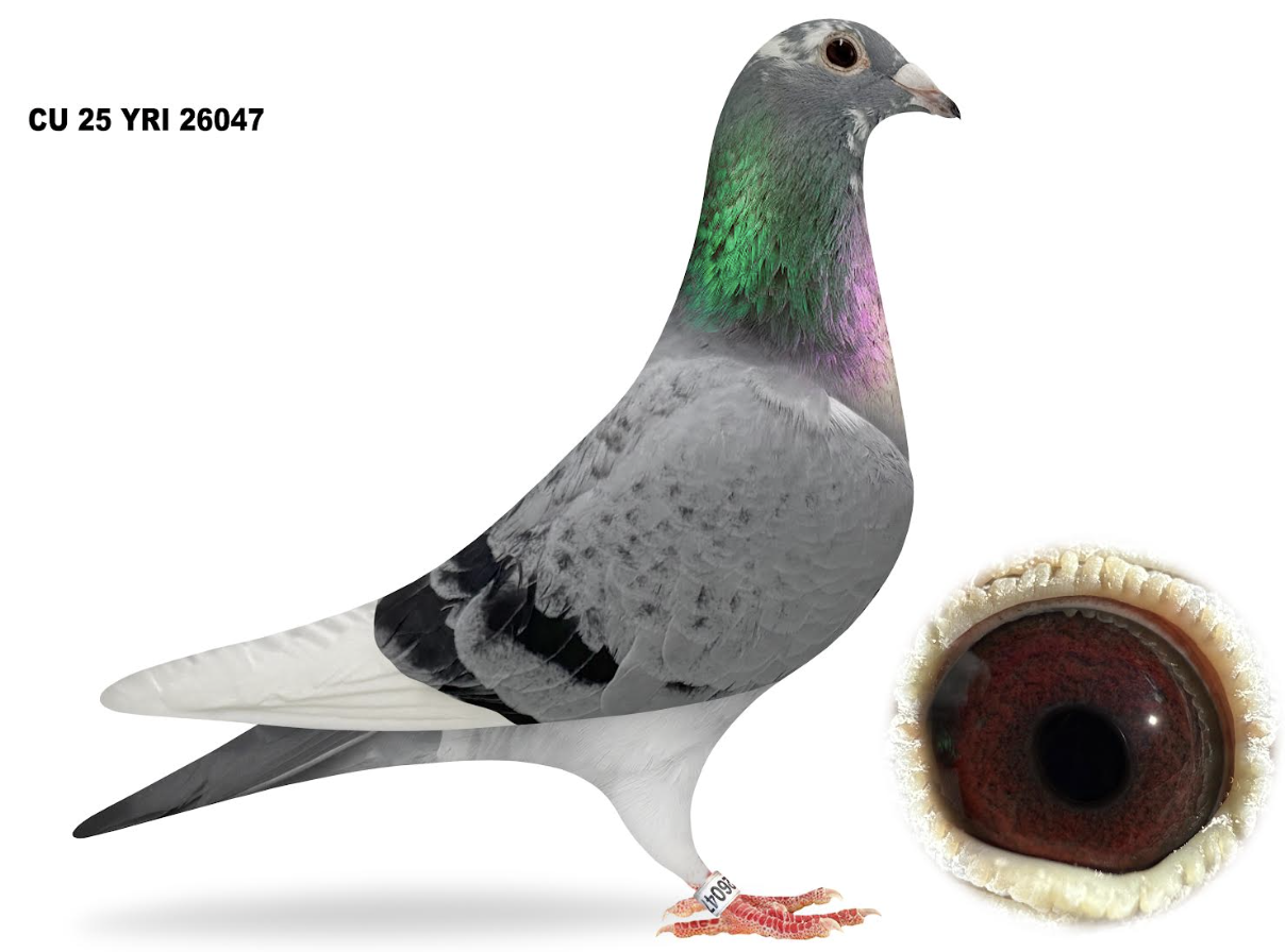 YRI 26047 - Inbred Macan