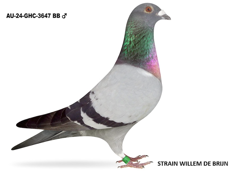 GHC 3647 - Son =1st AIC OLR