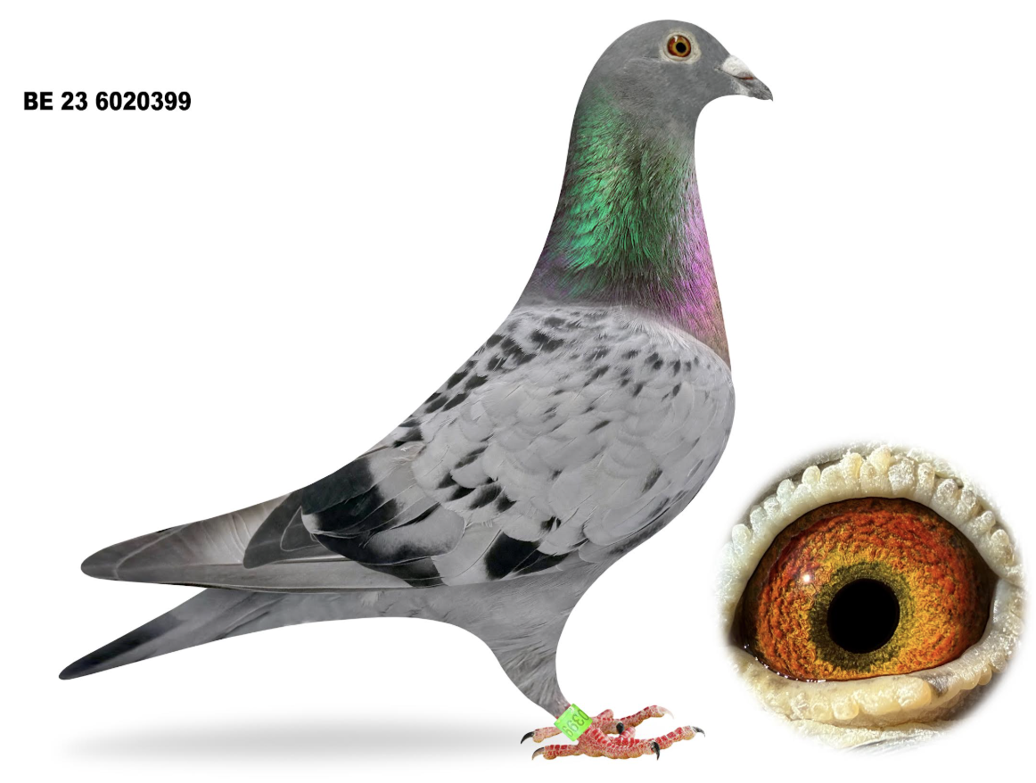 BE 6020399 - Jos Maris