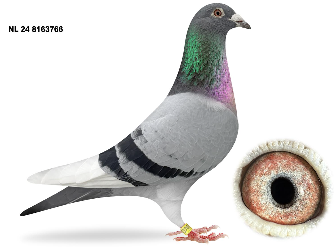 NL 8163766 - Messi Samina 766