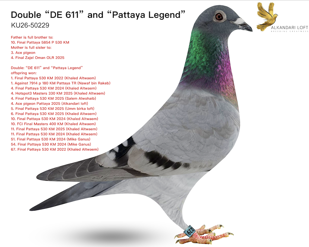 KU 50229 - Double 611!!