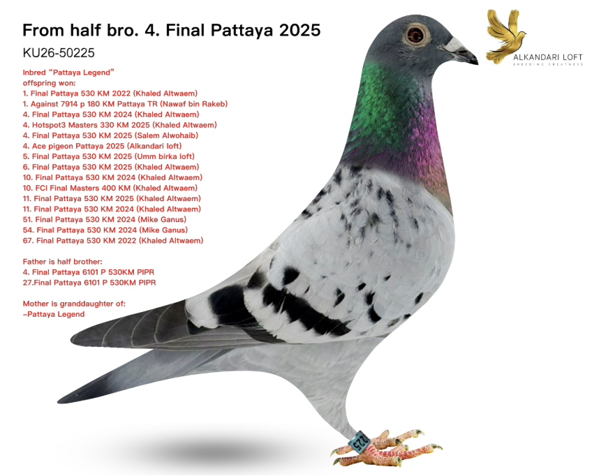 KU 50225 - Inbred Pattaya Legend