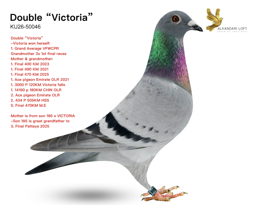 KU 50046 - Double Victoria