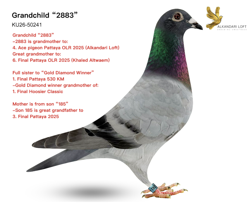 KU 50241 - Gchild 2883