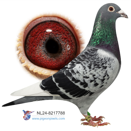 NL 8217788 - Beauty Kittel 788