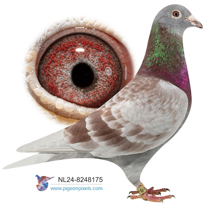 NL 8248175 - RED GREIPEL 175