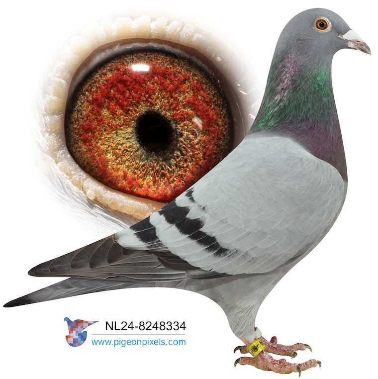 NL 8248334 - LEO KITTEL 334