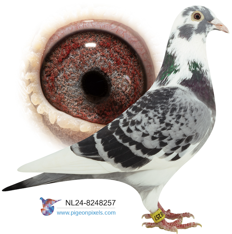 NL 8248257 - BEST ROSSI 257