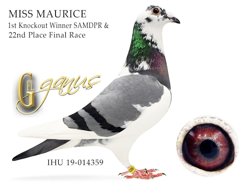 STAR BOY - MISS MAURICE - KITTEL - LLOYD!!