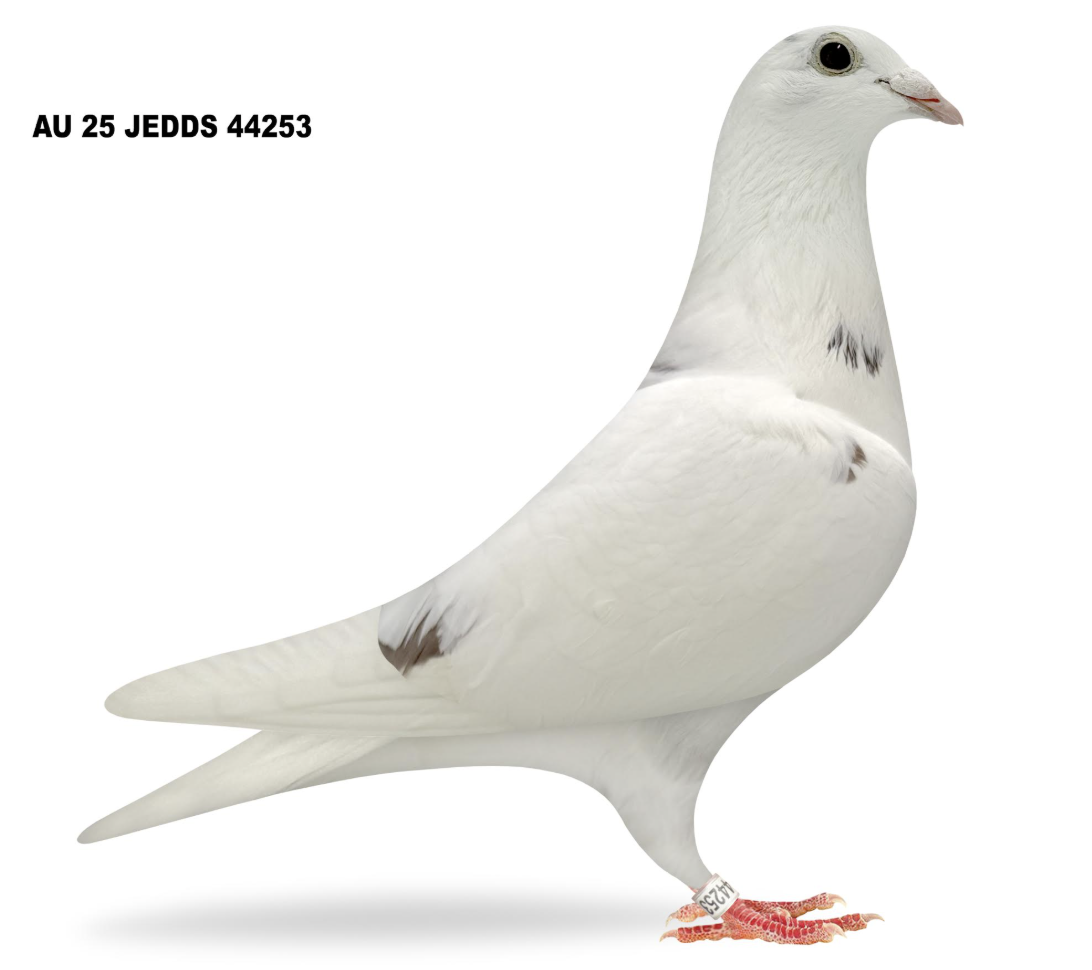 JEDDS 44253 - Queen Chantelle 253