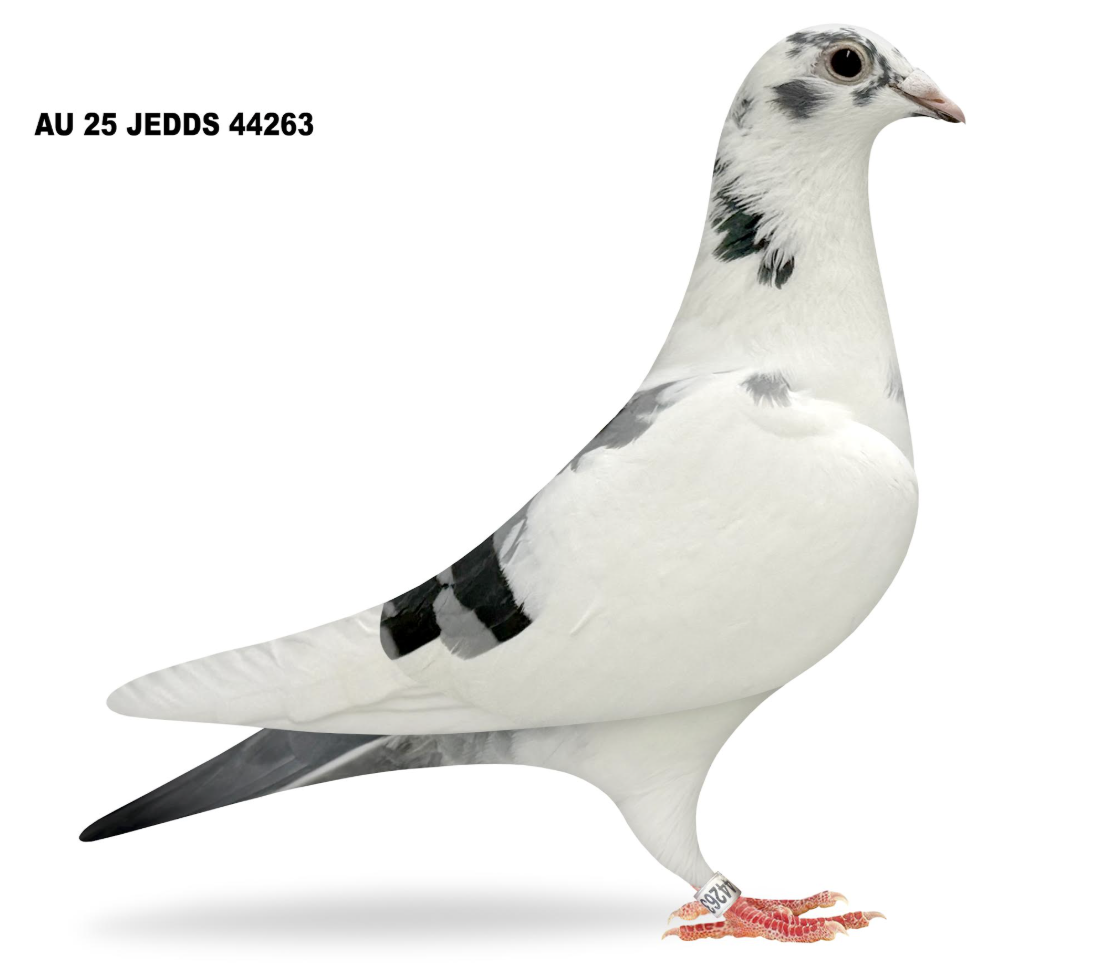 JEDDS 44263 - Baby Miss Maurice