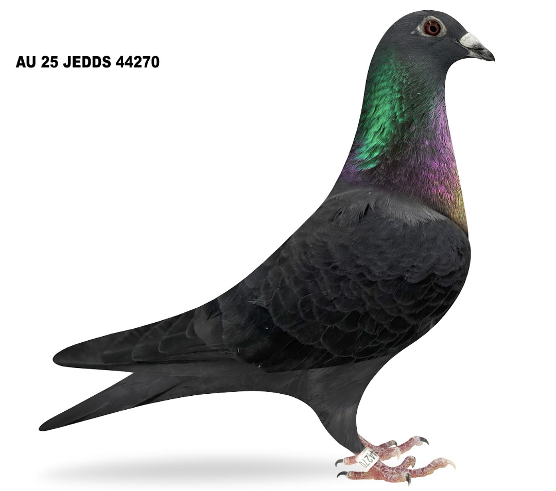 JEDDS 44270 - Kittel Rogola