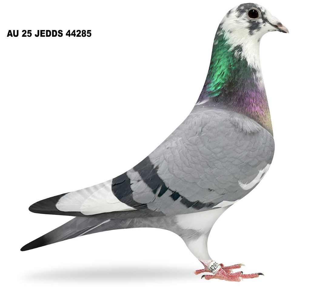 JEDDS 44285 - Maurice Star 285