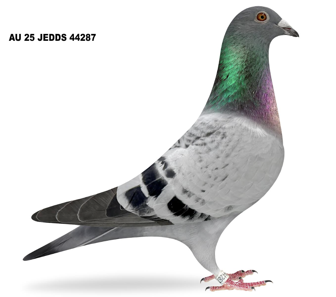 JEDDS 44287 - Poco Barcelona